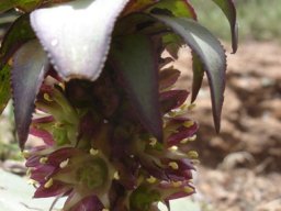 Eucomis schijffii toothed bract margins